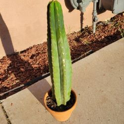 San Pedro Cactus Cacti Fully Rooted In Pot - 12 IN