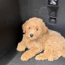 mini golden doodle