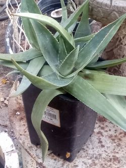 Aloe Vera Plant – Easy Care, Fast Growing
Planta Aloe Vera – Fácil Cuidado y Crecimiento Rápido.
