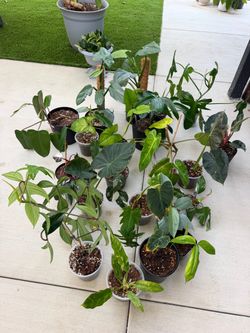 Lot of Tropical Houseplants in Pots