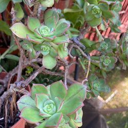 Beatiful Plants For Sale