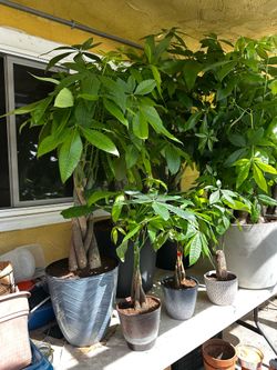 Natural Money Trees