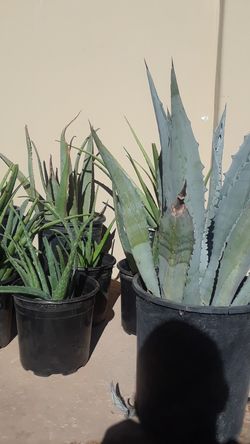 Plants/Agave/Aloe Vera
