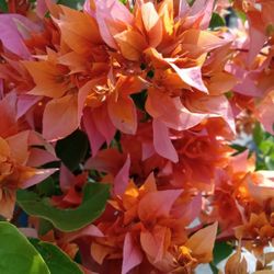 Pink Orange Bougainvillea For Sale