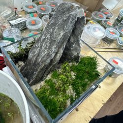 Minimalist Stone and Plant Aquascape Terrarium Fish Tank Ready To Take Home 