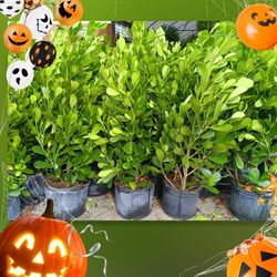 🌟🌿 CLUSIA PRIVACY HEDGE PLANTS 7GL OVERGROWN $23 4.5FT