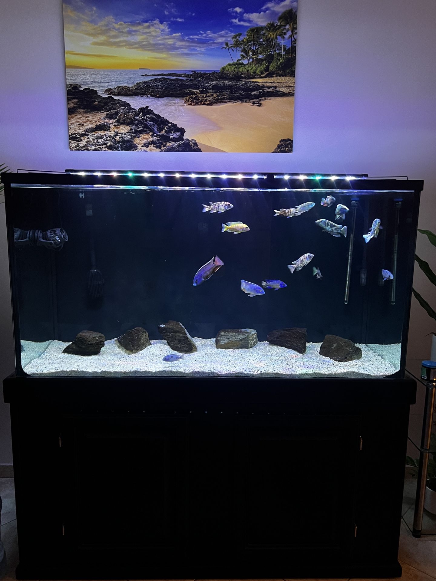Fish Tank