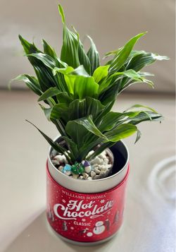 Live Dracaena Compacta in Williams Sonoma Holiday Tin
