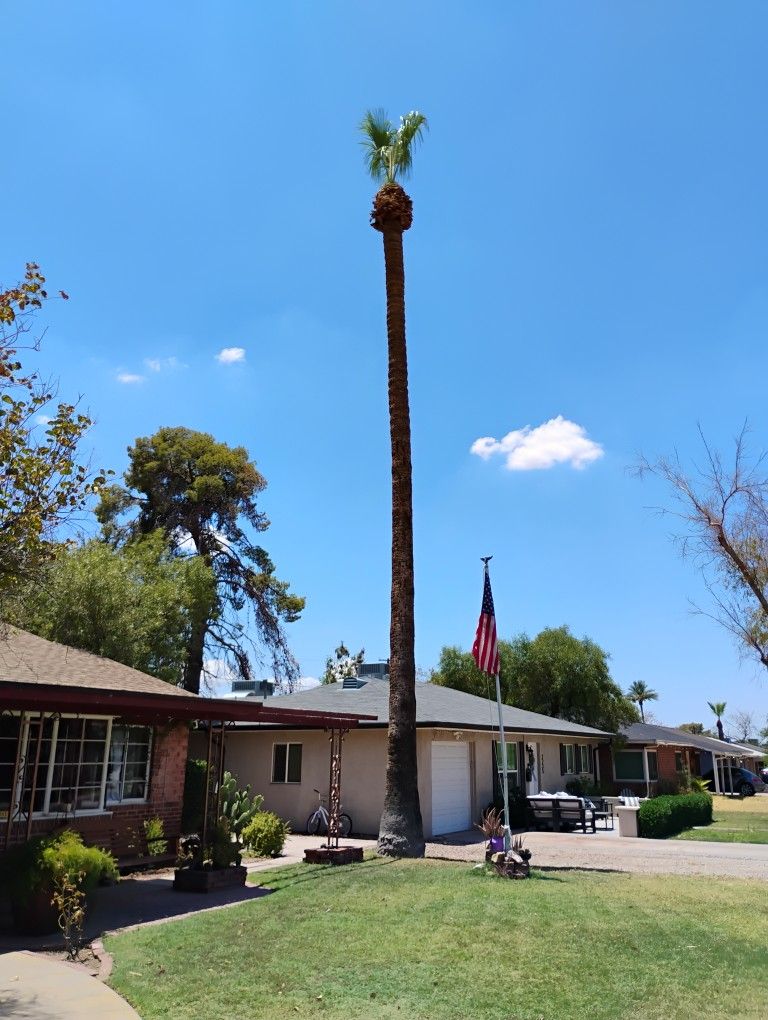 Palm Tree Arizona