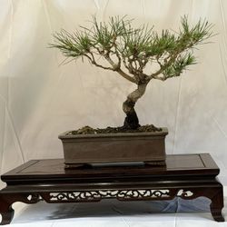 Bonsai, Black pine