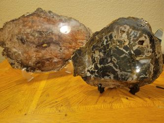 Two Petrified Wood Slabs