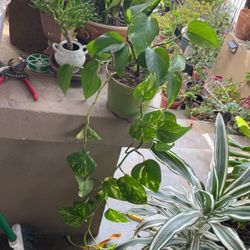 Planta Para Decorar Adentro
