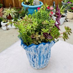 Succulent Plant Mix