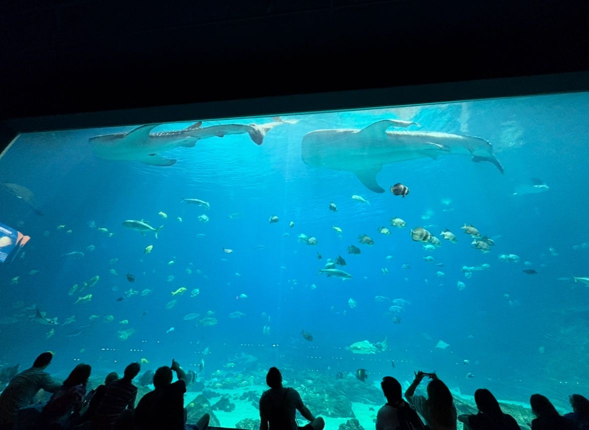 Georgia aquarium Tickets