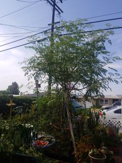i have fresh Moringa