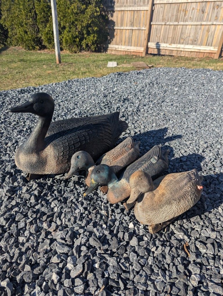 Mallard Decoy Ducks