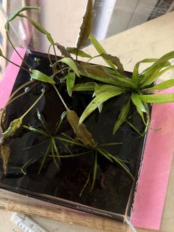 Freshwater Aquarium Plants