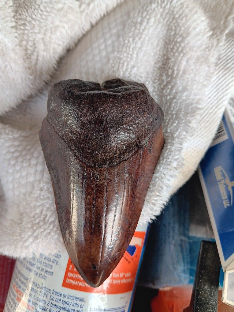 Megadolon Shark Tooth Fossil