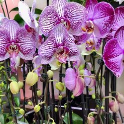 Orchids Shop Hoa Lan $12 And Up