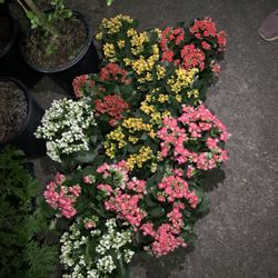 Kalanchoe plants