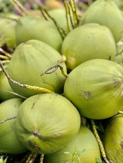 200 fresh water full coconuts. .50c each