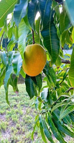 Fruit cocktail mango tree