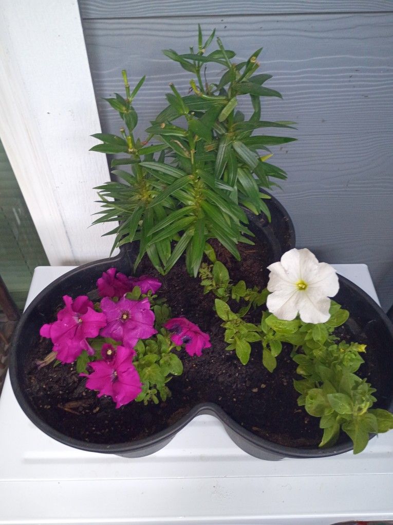 Flowers Potted and Ready To Go!!!