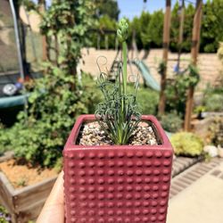 Albuca Spiralis “Frizzle Sizzle”