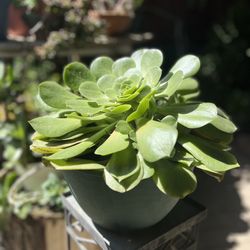 Tree Aeonium Canariense