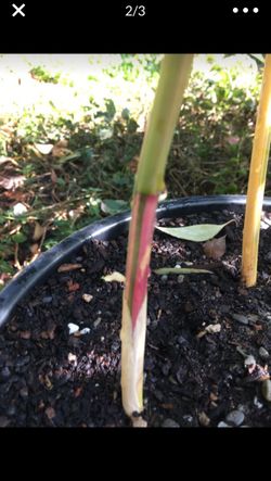 Bamboo plants