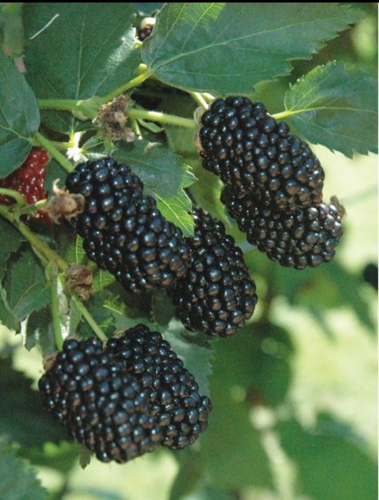 Blackberry & Passion Fruit Trees