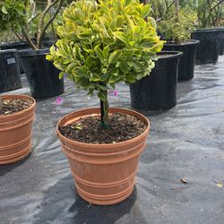 Golden Euonymus Topiary 7 Gal. 