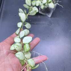 Hoya Heuschkeliana Variegated 