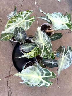 Alocasia Venom plant (Rare Alocasia)
