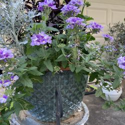 Flowers With Planter