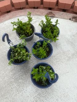 Peppermint Perennial Herb Plants in Potsin pots