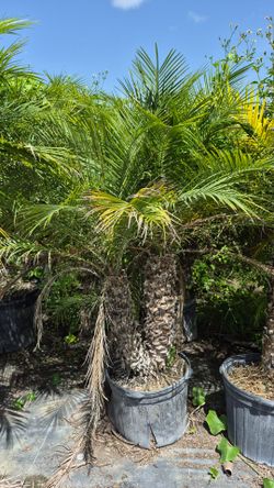 Spectacular Robollinis Palms about 5 feet Tall!