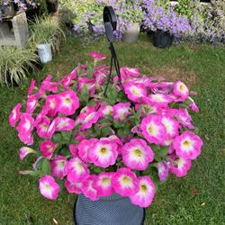 Outdoor Plant 
