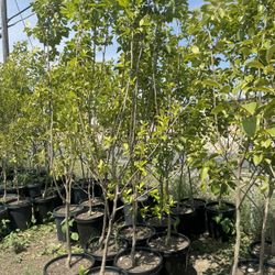 Persimmon Tree 15gallon for Sale in Chino, CA - OfferUp