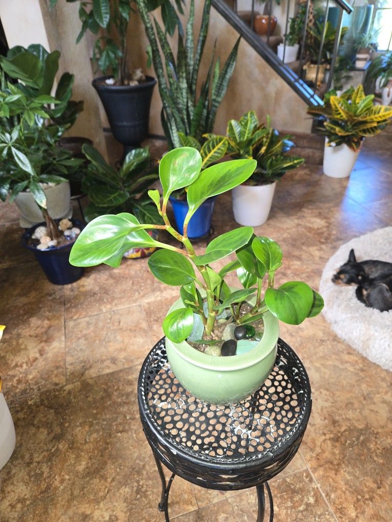 Pepperomia Plants In New 6in Ceramic Pot With Stones And Sea Glass