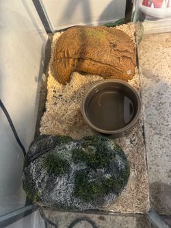 10 gallon full set up for reptile