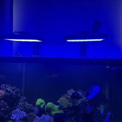Reef Tank Lights 
