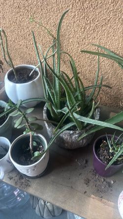 Plants/succulents