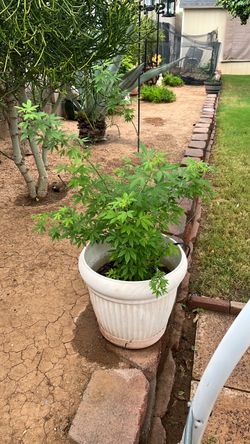 Chase Tree/ Monks Pepper