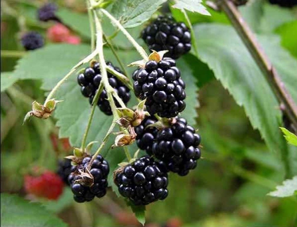 Little Blackberries