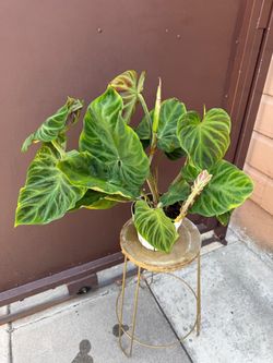 6” philodendron verrucosum