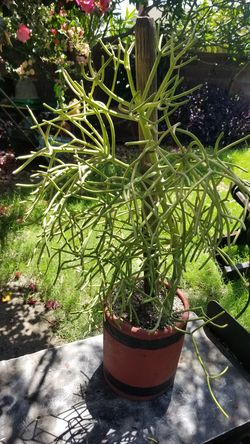 Fire Stick Tree Succulent in a Reconditioned Terra Cotta Pot