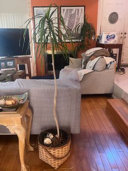 Tall Ponytail Palm Live Indoor Plant