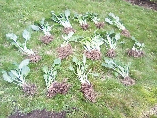 Hosta Plants For Sale $1. each