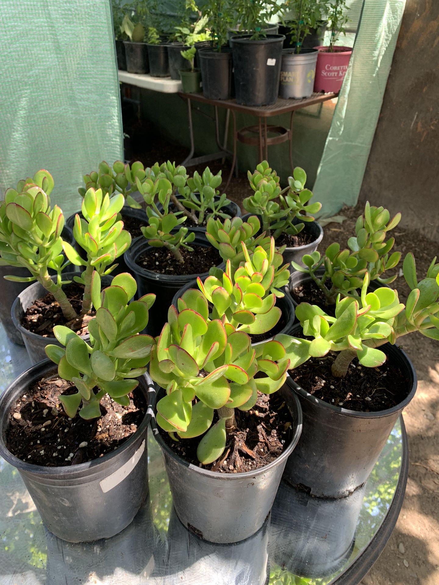 Lucky Green Jade Tree Succulent Live Plant - 1 gallon pot